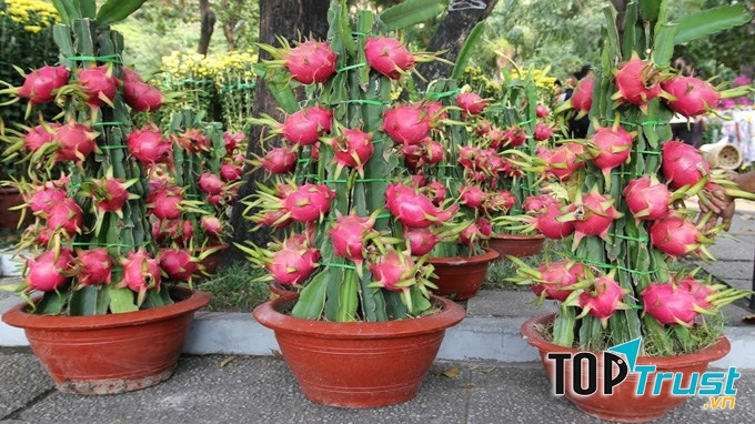 Mang lại tài lộc và thịnh vượng cho gia chủ như hình ảnh con rồng bay lượn trên bầu trời.