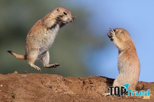 Cầy thảo nguyên ăn thịt những con non khác để bảo vệ con chúng.