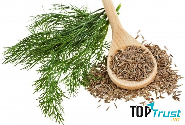 Hạt thì là chống đầy hơi