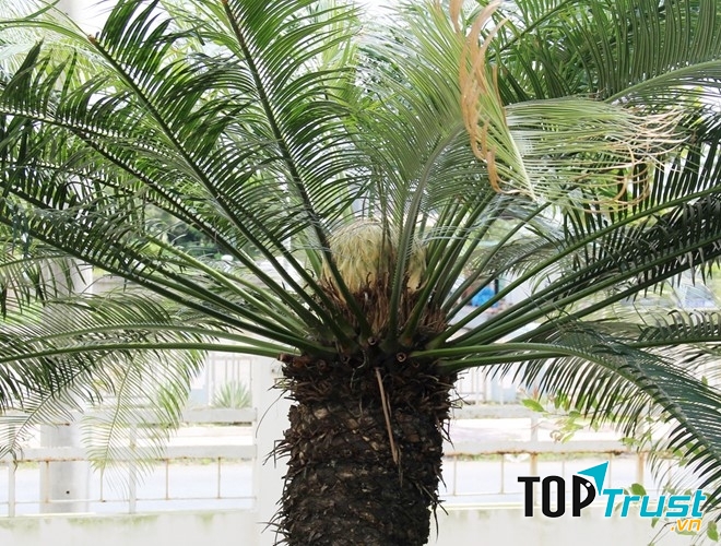 Cây thiên tuế trong khu vườn của ông Lê Bá Huy