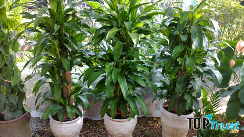 Cây thiết mộc lan