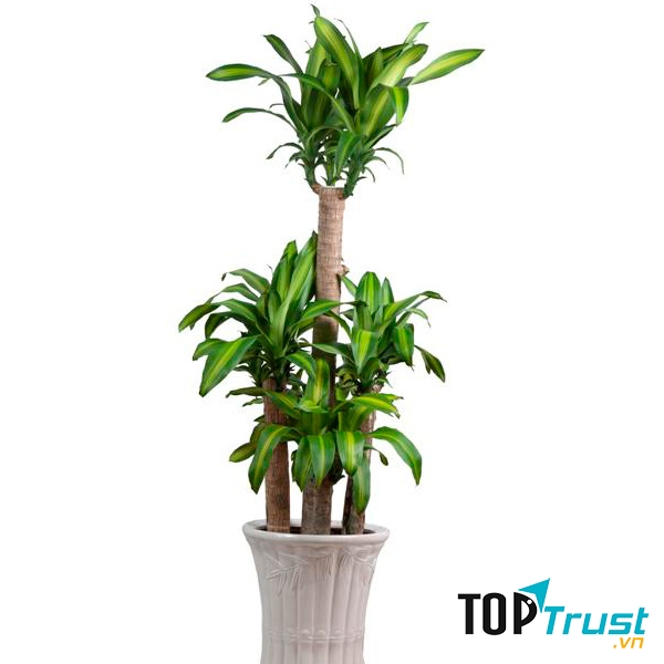 Cây Thiết Mộc Lan