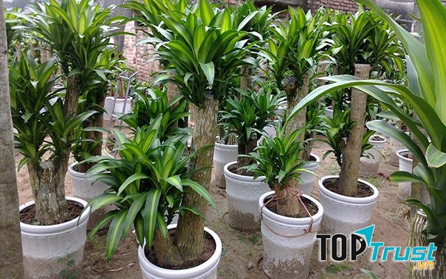 Cây thiết mộc lan