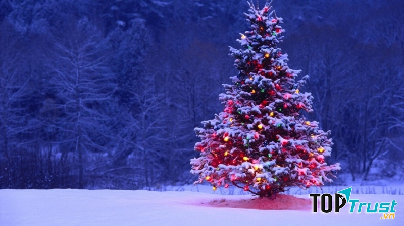 Cây thông Noel