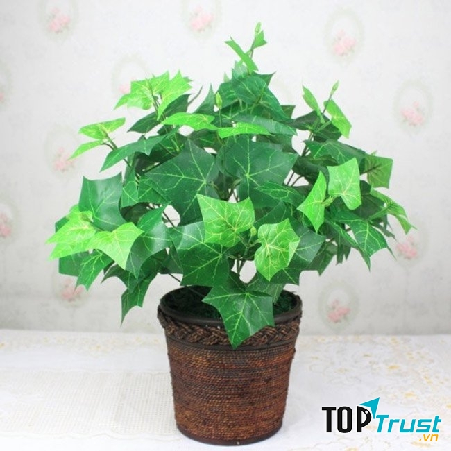 Cây Thường Xuân