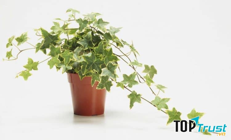 Cây thường xuân có nhiều công dụng đối với sức khỏe con người