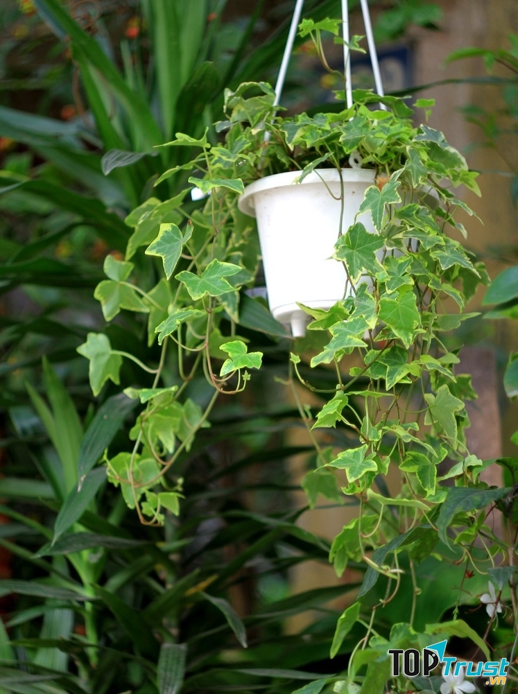 Cây thường xuân