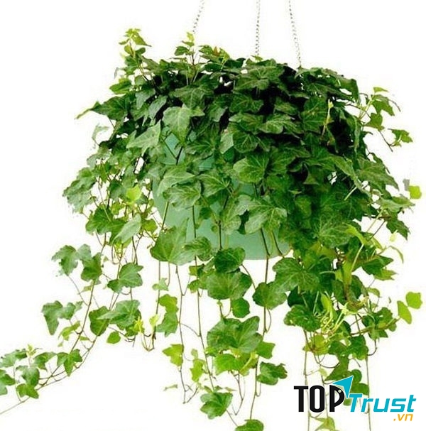  Cây thường xuân mang đến bình an và may mắn cho gia chủ.