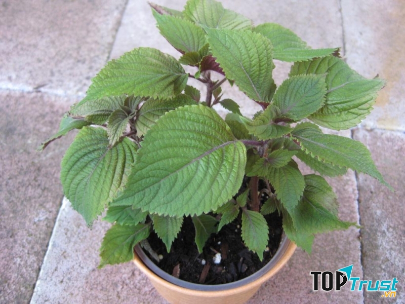 Cây tía tô, bài thuốc quý quanh ta