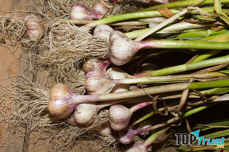 Tỏi tốt cho sức khoẻ