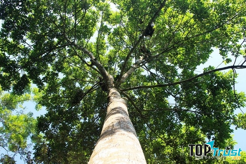 Thân tràm to đến hai vòng tay em ôm lại, vỏ sần sùi màu đen sậm.