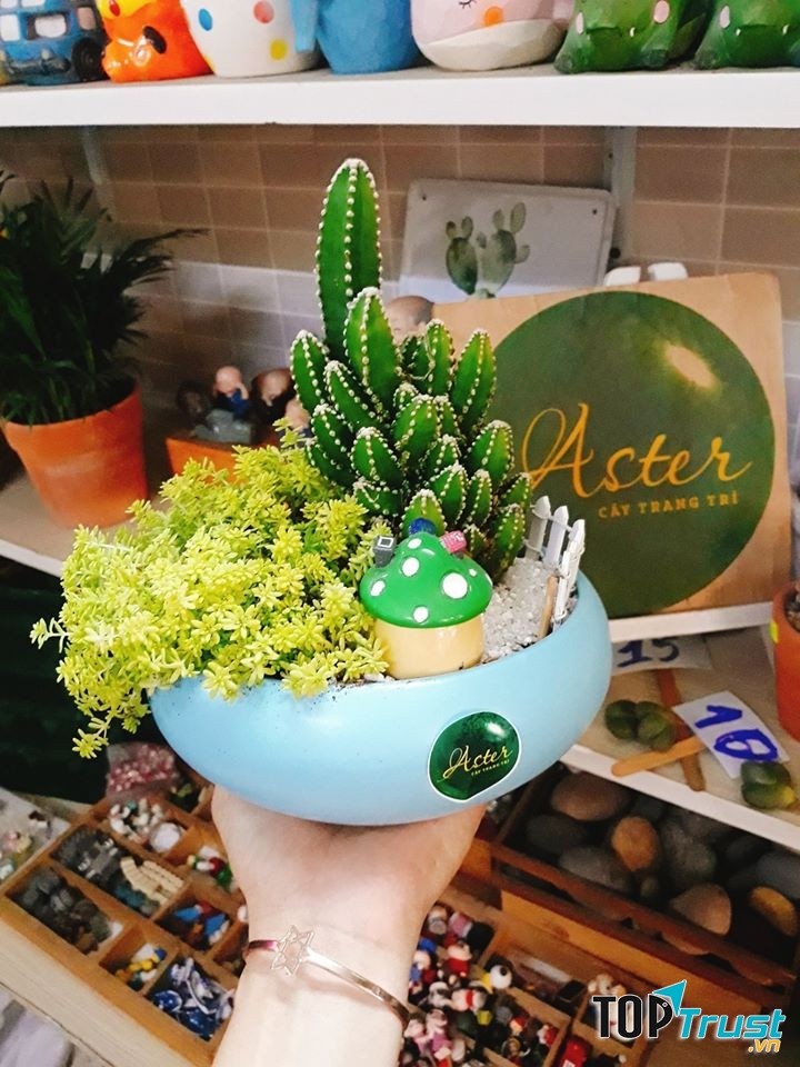 Cây trang trí Aster