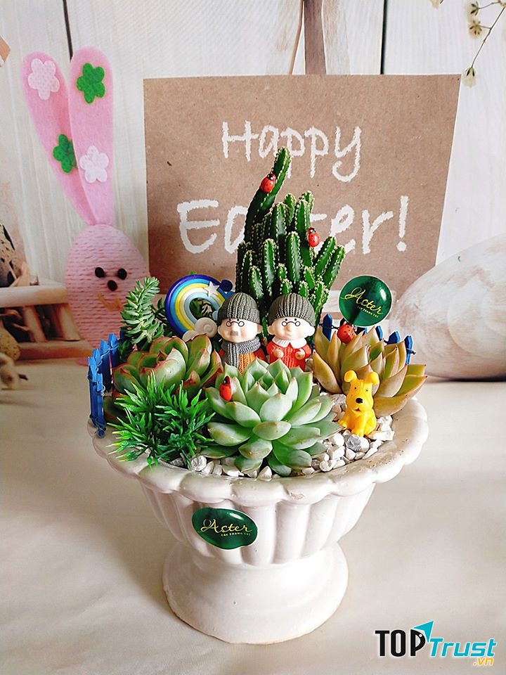 Cây trang trí Aster