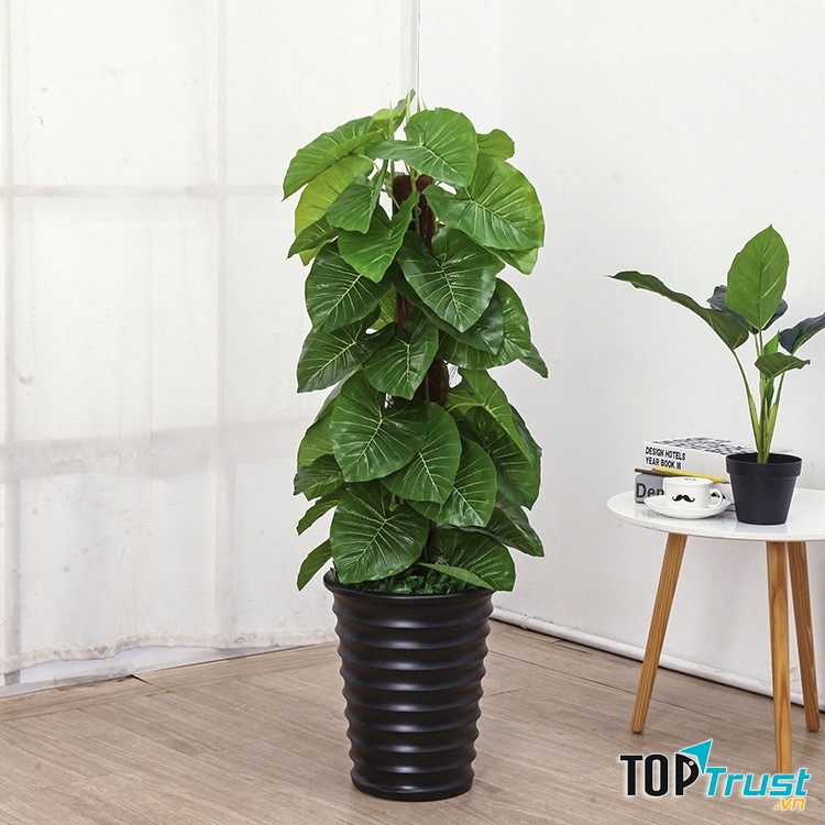 Cây trầu bà giúp thanh lọc không khí và khí độc