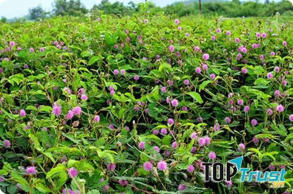 Trình nữ chữa mất ngủ
