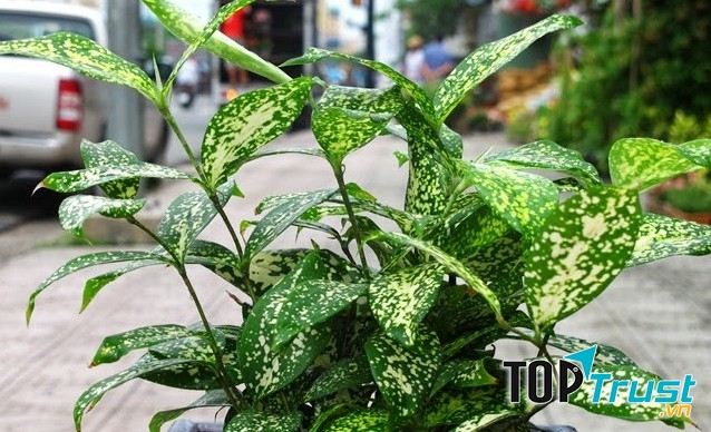 Trúc nhật phú quý