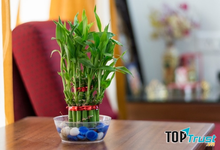 Cây trúc phú quý