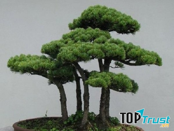 Cây tùng bồng lai