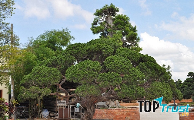 Một cây tùng cổ từ Nhật Bản trị giá hàng triệu đô trong khuôn viên của ông Bê Trầm