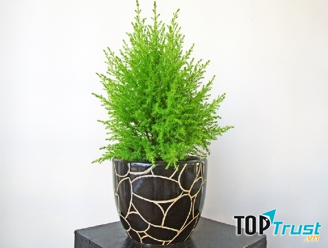 Không chỉ có tác dụng trang trí, cây tùng thơm còn có tác dụng đuổi côn trùng cực kỳ hiệu quả.