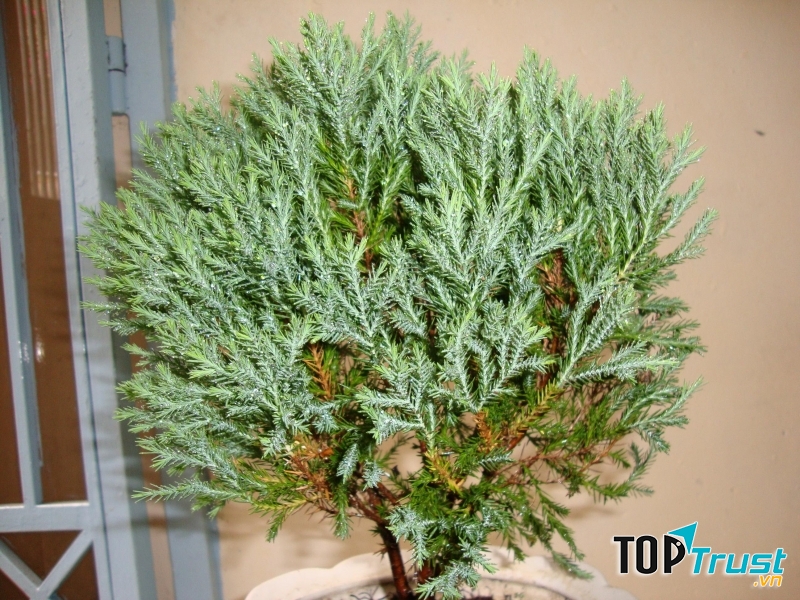 Cây tuyết tùng giúp căn nhà của bạn thoáng mát, cung cấp oxi, điều hòa không khí