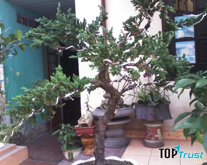 Cây tuyết tùng giúp căn nhà của bạn thoáng mát, cung cấp oxi, điều hòa không khí