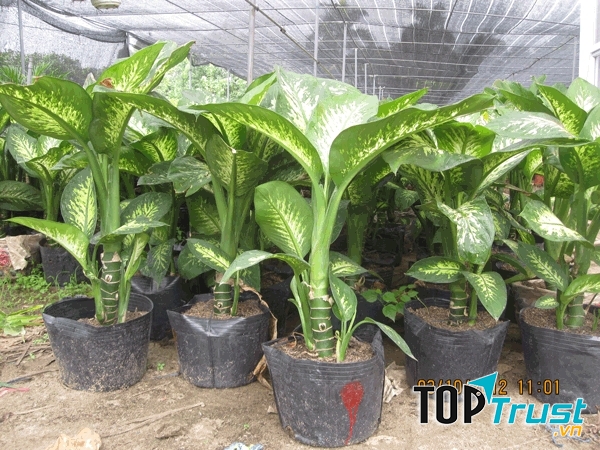 Giúp gia chủ sức khỏe dồi dào và công thành danh toại.