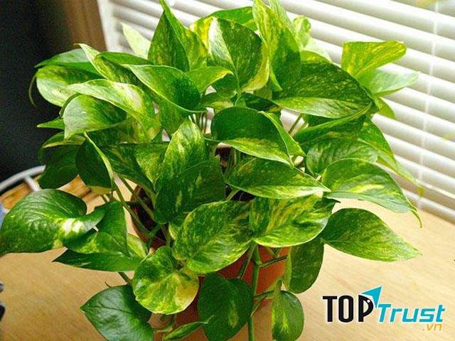 Cây vạn niên thanh