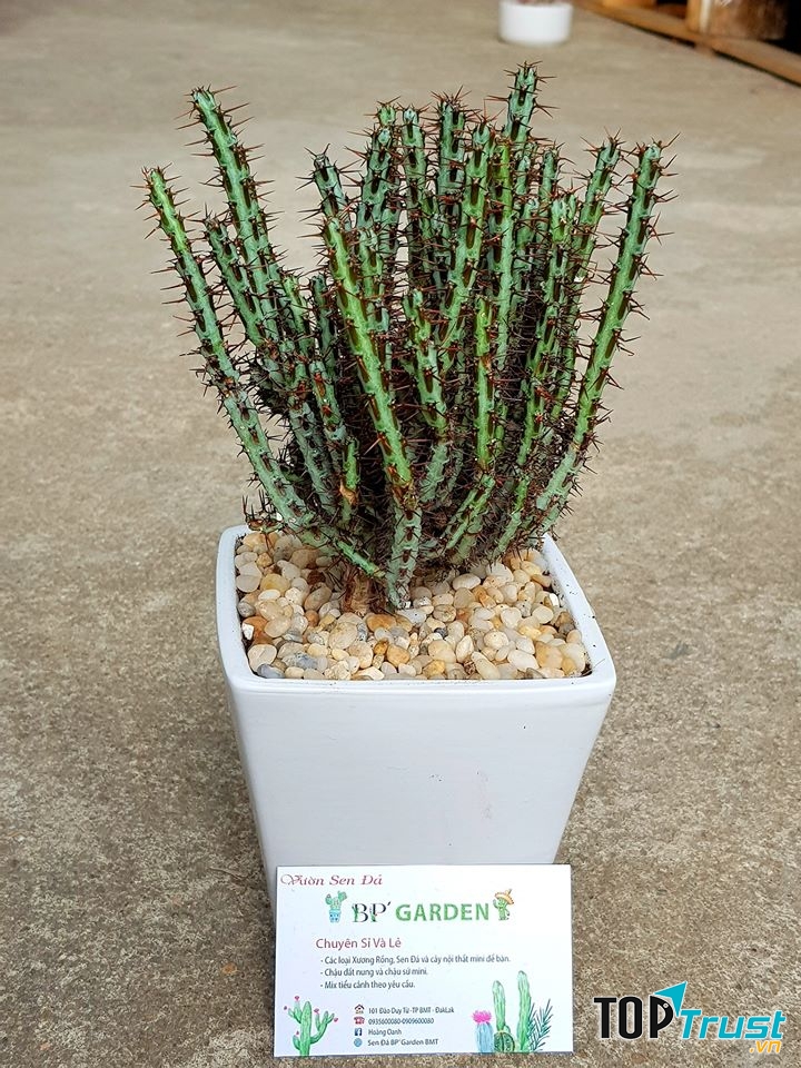 Sen Đá BP' Garden BMT