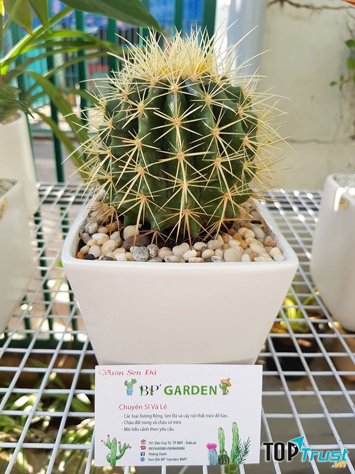 Sen Đá BP' Garden BMT