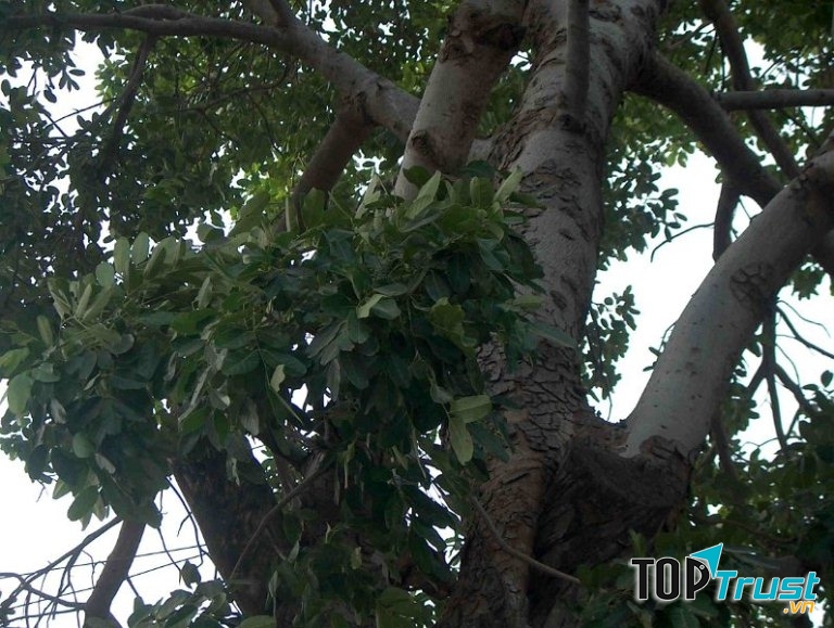 Nhìn từ xa, cây xà cừ như một người khổng lồ đội chiếc mũ màu xanh thẫm.