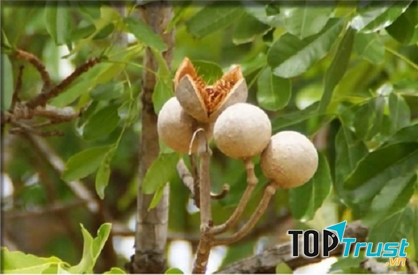 Quả xà cừ