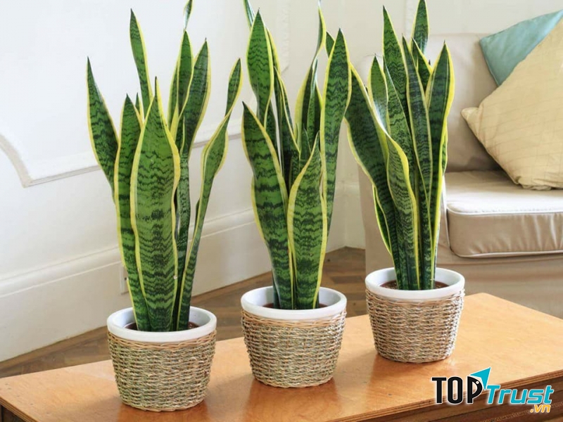 Cây xanh Cần Thơ