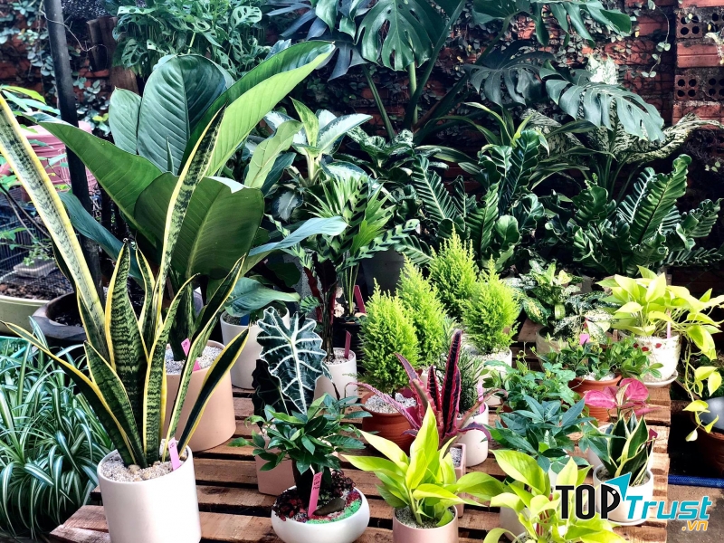 Cây Xinh BMT Garden