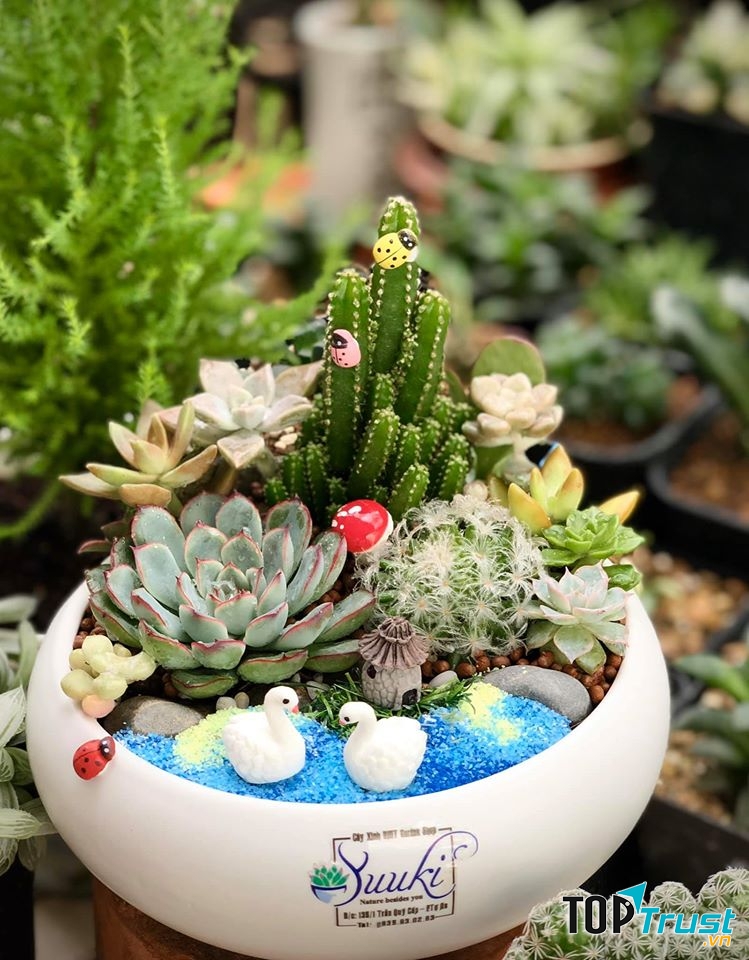 Cây Xinh BMT Garden