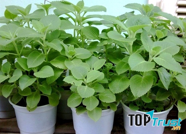 Hình ảnh húng chanh được trồng trong chậu