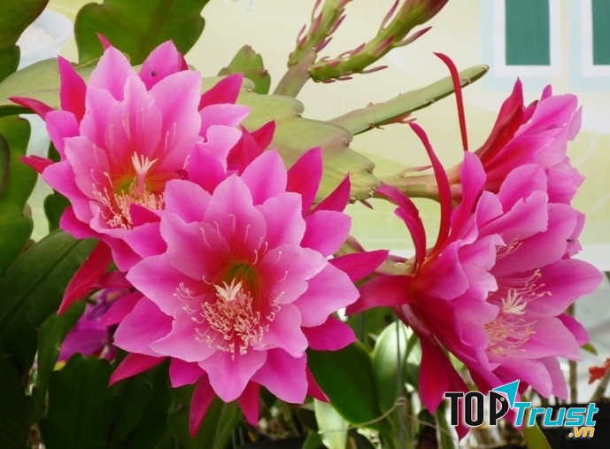 Xương rồng càng cua với những sắc hoa tím hồng bắt mắt