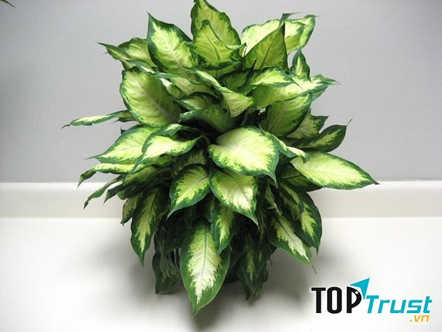 Cây vạn niên thanh