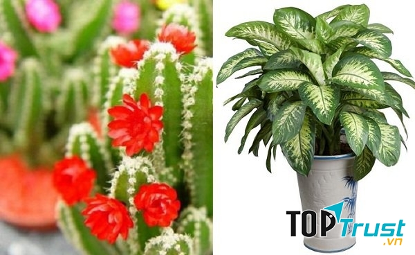 Cây xương rồng và cây vạn niên thanh