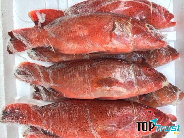 Cá đỏ củ- Nguyên liệu chế biến món chả cá đỏ thần thánh