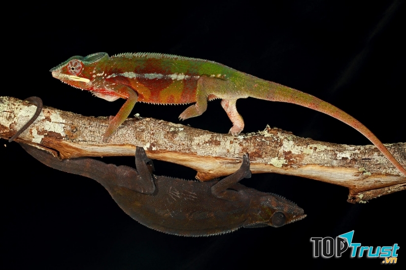 Bộ ảnh Chameleon Under Pressure Nature  của nhiếp ảnh gia Christian Ziegler - Nguồn Internet