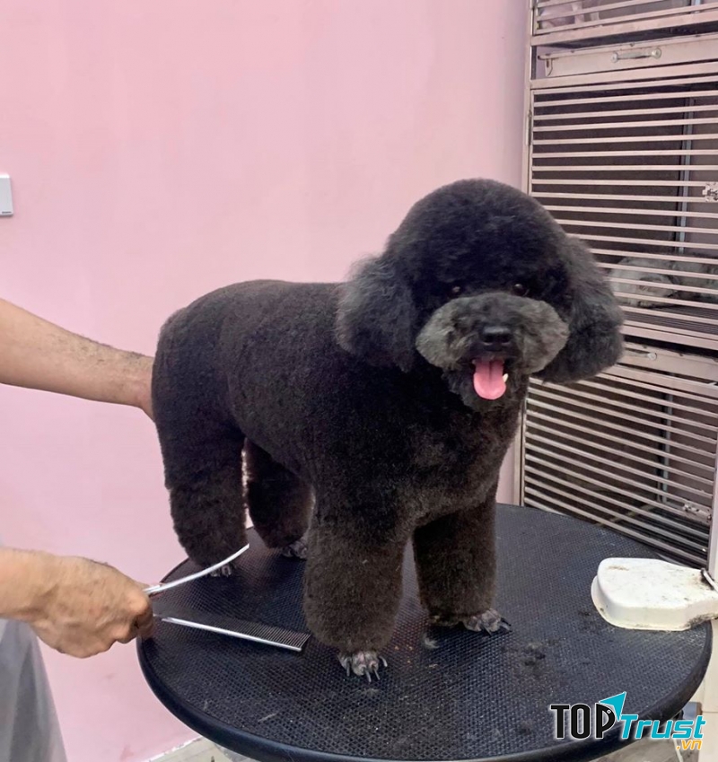 Chan Chan Pet