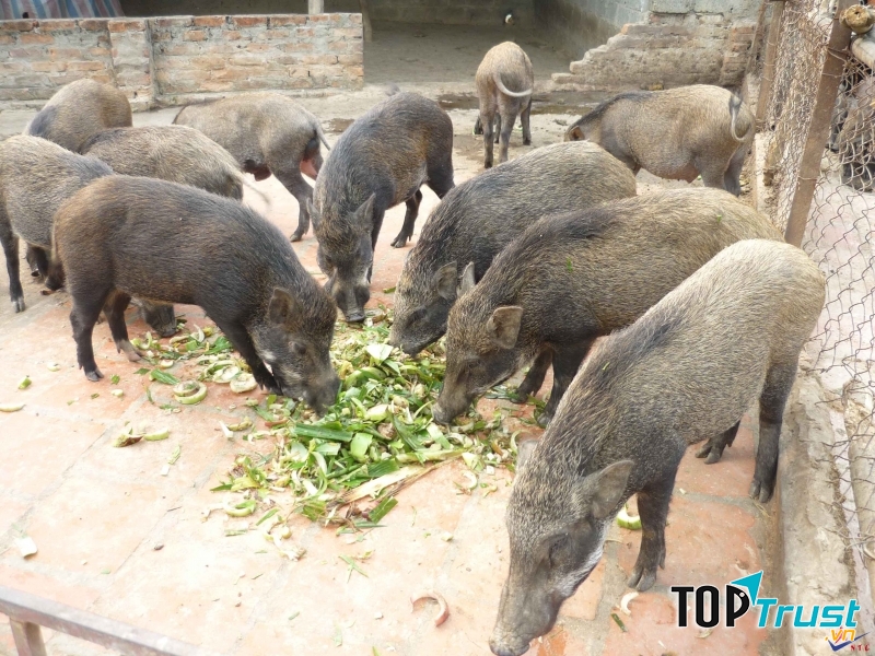 Chăn nuôi lợn thả vườn