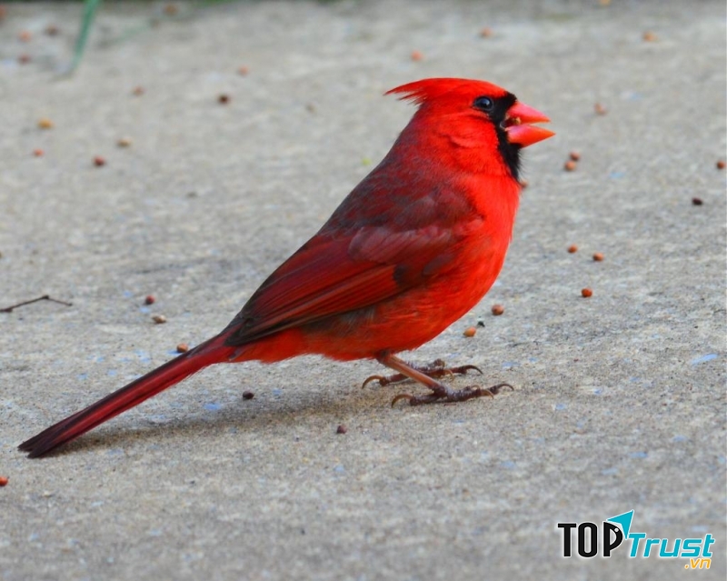 Chào mào Hồng y giáo chủ (Cardinalis cardinalis)