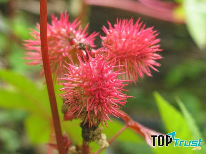 Chất độc Ricin