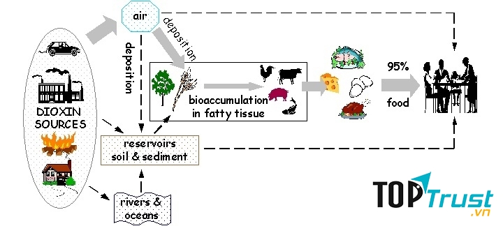 Dioxin là một chất hóa học độc hại gây ung thư ở người
