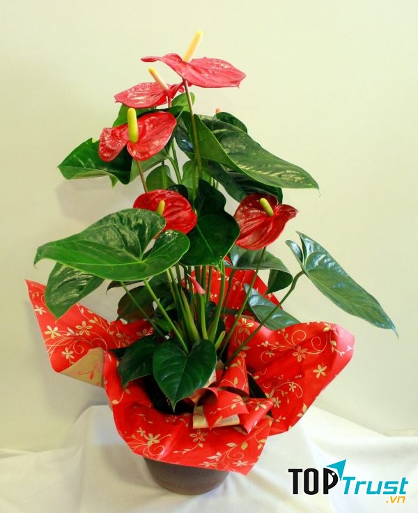 Chậu cây để bàn