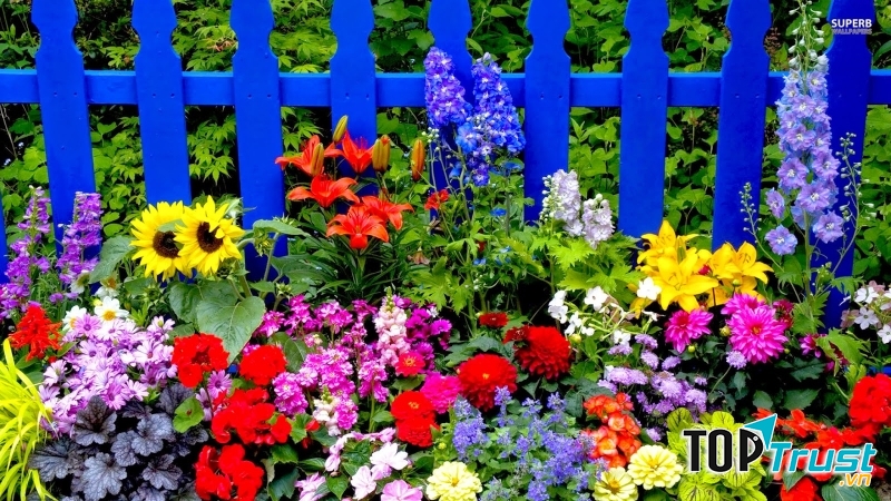 Chậu Hoa Đà Nẵng