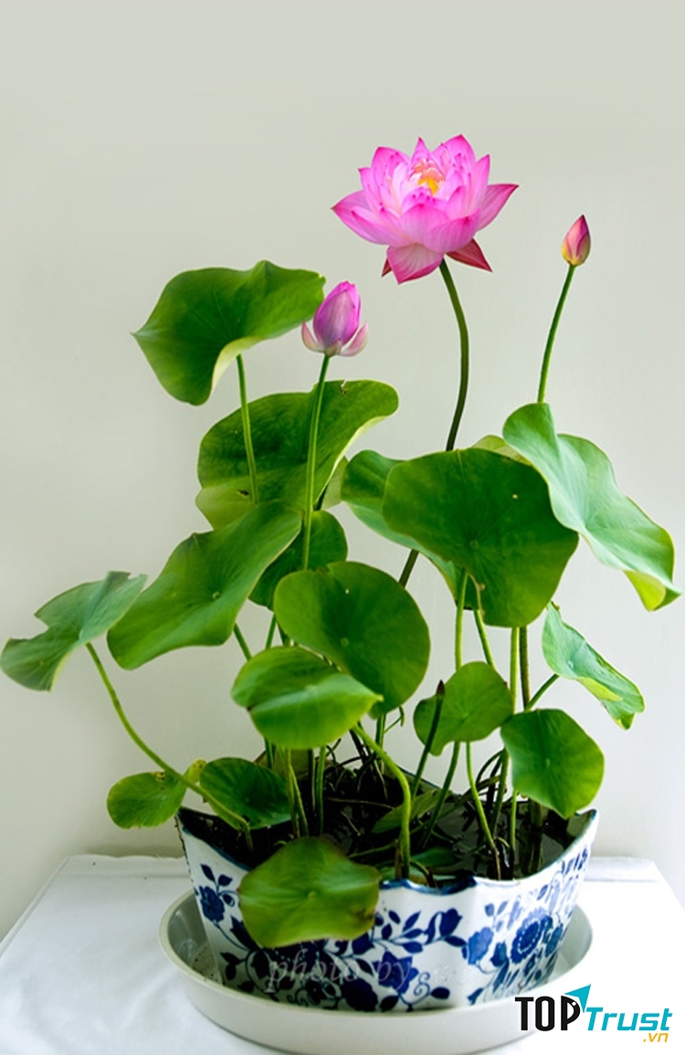 Chậu hoa sen cho người tuổi Thìn