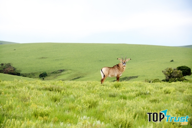 Cao nguyên Châu Phi